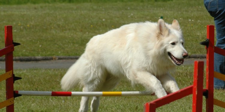 White German Shepherd Dog