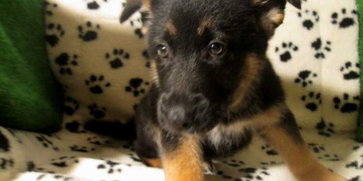 German Shepherd Puppies New