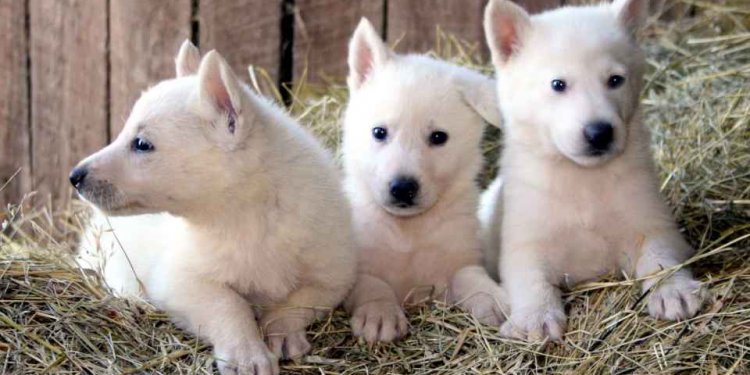 White GSD