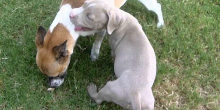 Blue Fawn Puppies