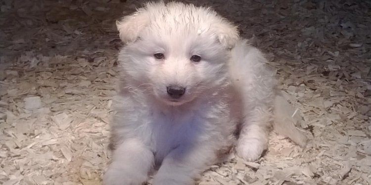 White Shepherd Puppies Cute