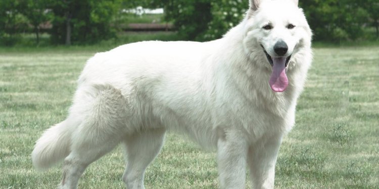 White swiss shepherd picture