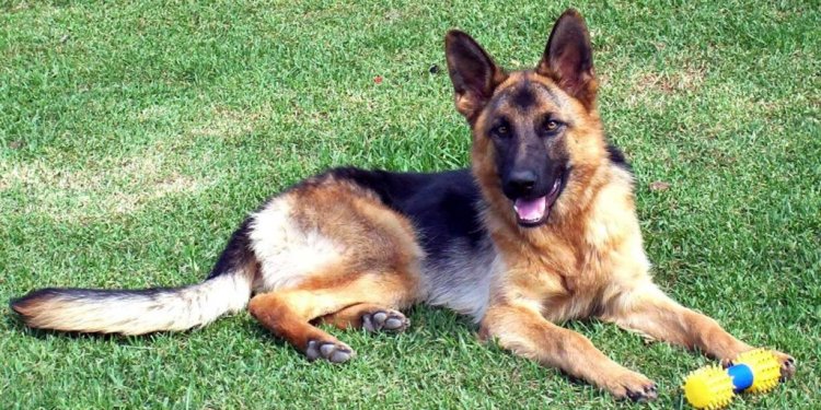 Wonderful German Shepherd Dogs