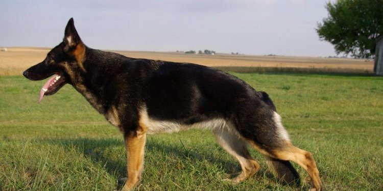 Black and tan GSD