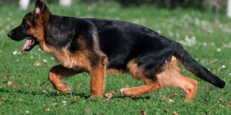 German Shepherd Dog information
