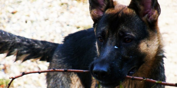 Dogs 101 German Shepherd