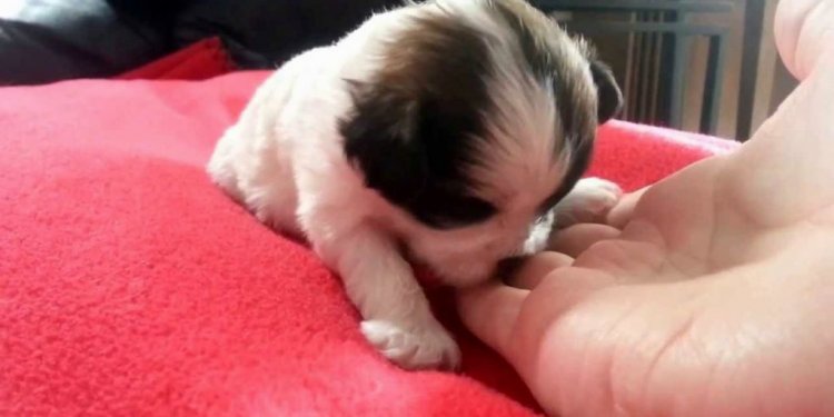 White German Shepherd puppies Colorado
