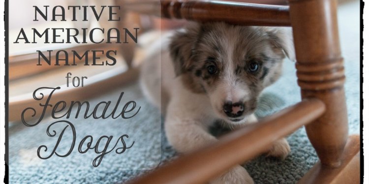 German Shepherd male dog names and meanings