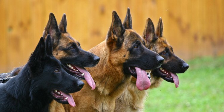 Are German Shepherds good guard dogs