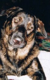 A black and brown German Sheprador is laying on a human's bed with its head tilted to the right