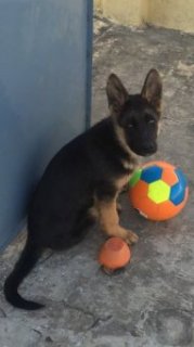 A black and tan German Shepherd puppy is sitting in front of a blue wall with an orange soccer ball and an orange upside-down bowl in front of it.