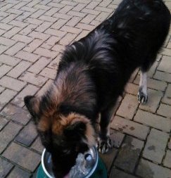 A longhaired black and tan Shepherd dog standing on a brick patio drinjing water from a dog water fountain.