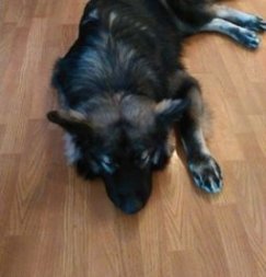 A longhaired black and tan Shepherd dog laying down sleeping on a hardwood floor.
