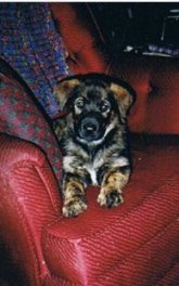A small black and brown German Sheprador puppy is laying on a red arm chair with a colorful pillow and blanket next to it