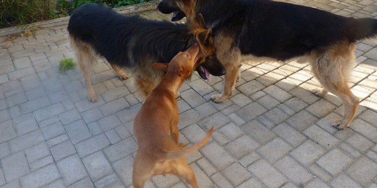 Dog breed Alsatian