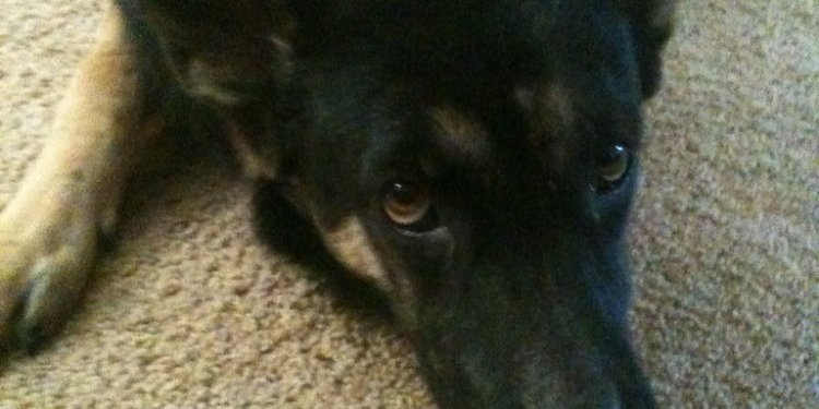 German Shepherd Dog commands