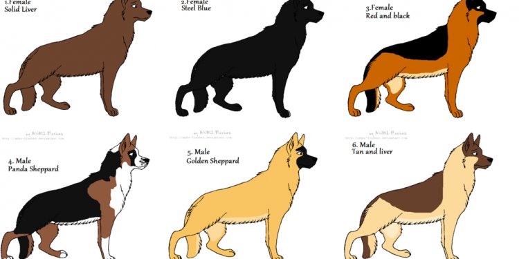 German Shepherd blue color