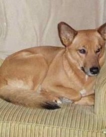 Aiko the Coydog is laying in a chair next to a blue wall