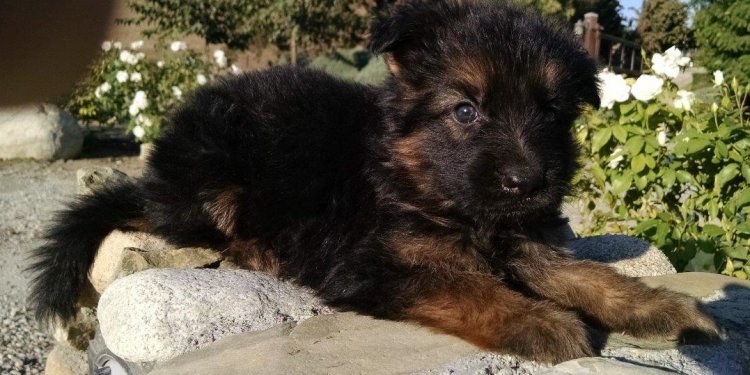 Los Angeles German Shepherd puppies
