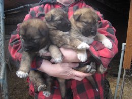 American Alsatian puppies