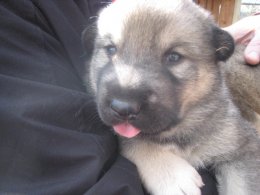 American Alsatian puppy