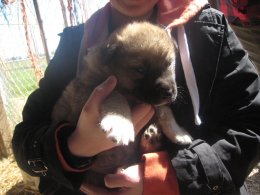 American Alsatian puppy