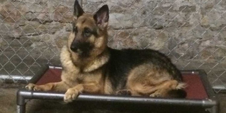 German Shepherd Animal Shelter