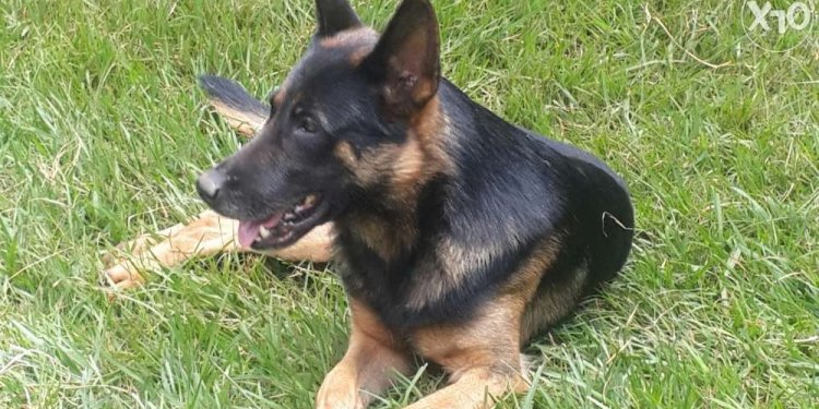 GSD mix