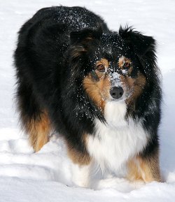 Australian Shepherd dog breed