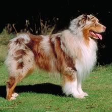 Australian Shepherd Photos