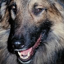 Belgian Shepherd Photos