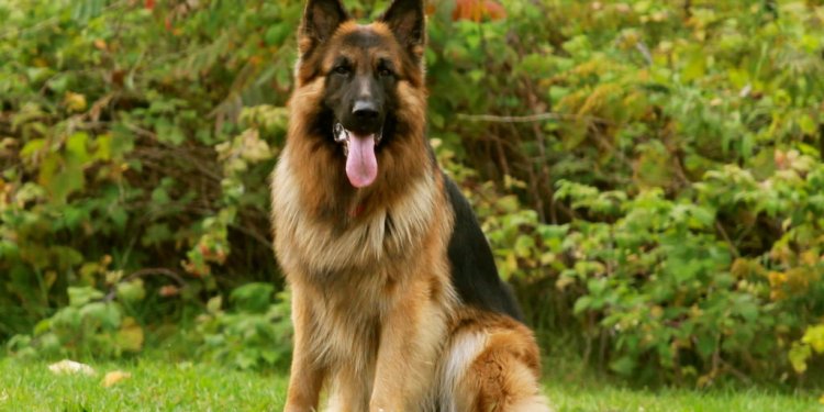 German Shepherd Dog price