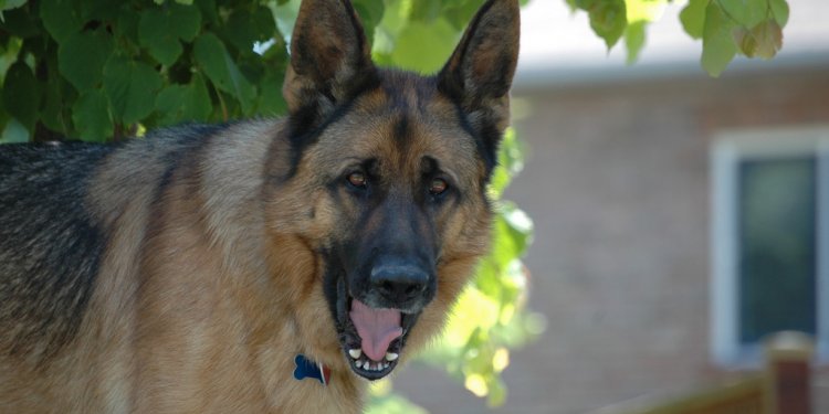 German Shepherds for Sale