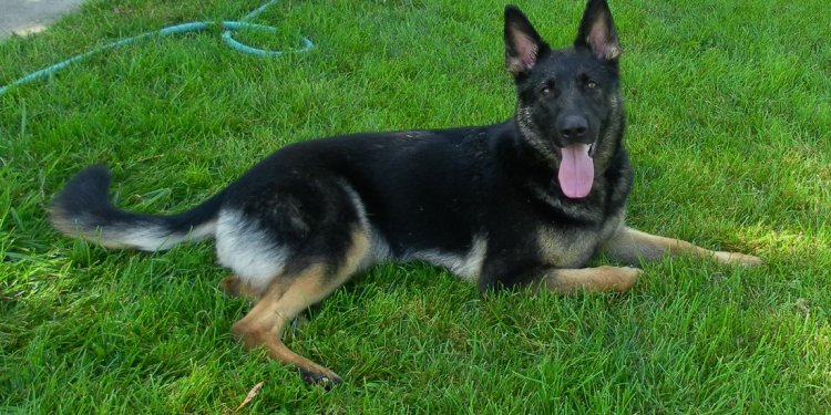 Black and tan German Shepherd
