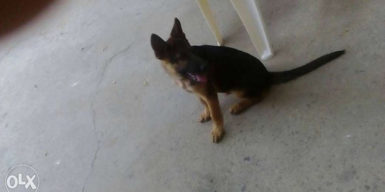 Black brown German Shepherd