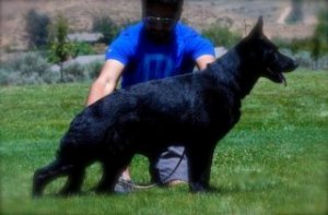 Black German Shepherd puppies for sale