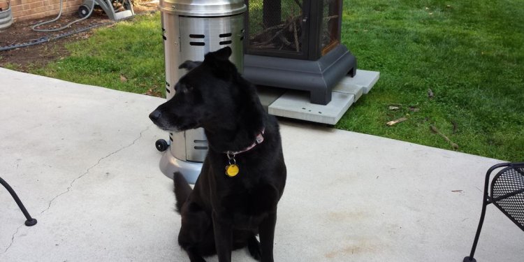Black German Shepherd San Diego