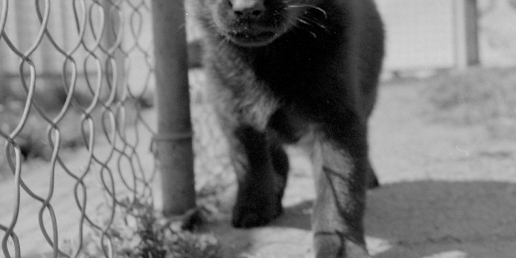 Black German Shepherd puppies