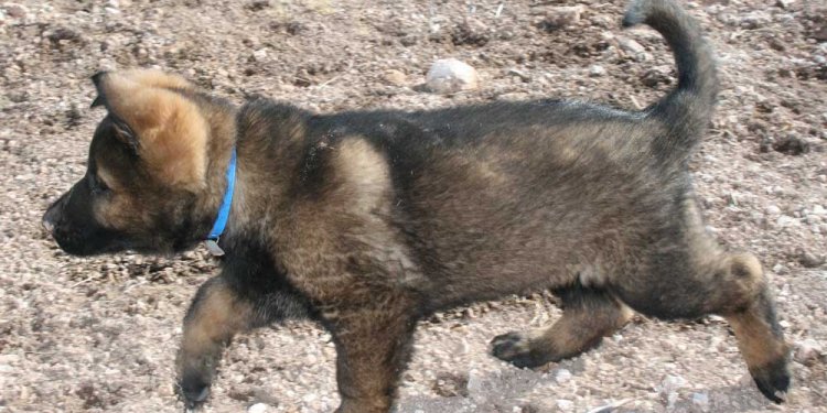 German names for German Shepherds female