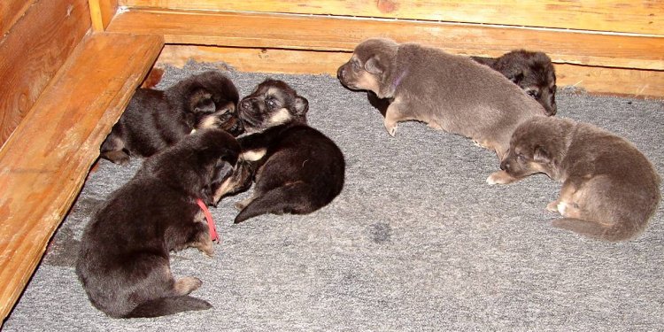 German Shepherd puppies for sale Near me