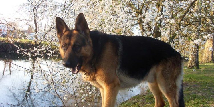 Berger allemand