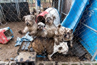 Breaking News: ASPCA Assists Authorities in Rescuing 50 Dogs from Michigan Puppy Mill Breaking News: ASPCA Assists Authorities in Rescuing 50 Dogs from Michigan Puppy Mill