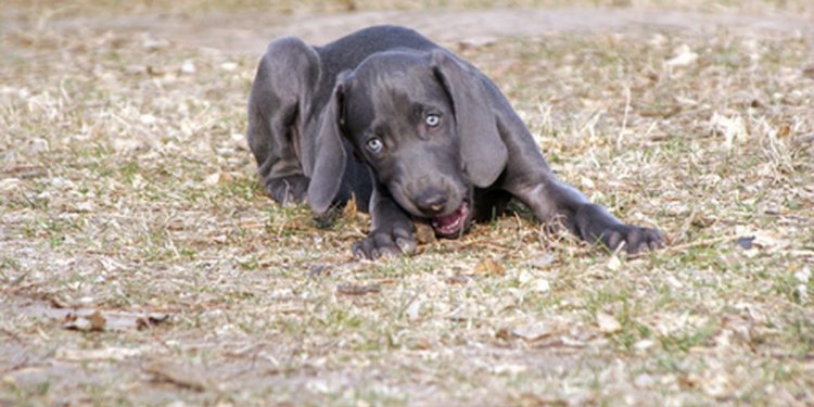 Information about dogs