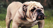 Bulldog