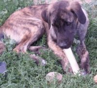 Caboose the Anatolian Shepherd laying in grass chewing a dog bone