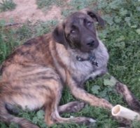 Caboose the brindle Anatolian Shepherd laying in a bunch of grass with a dog bone
