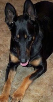 Cairo the Doberman Shepherd is laying on a carpet and looking down at it