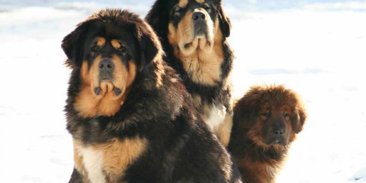 Dog Shepherd