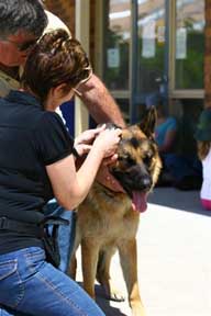 Checking ear tattoo (Photo courtesy B Stone)