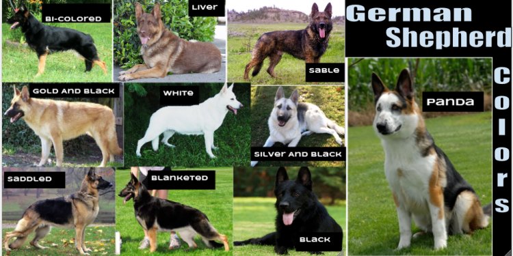 Are black German Shepherds rare